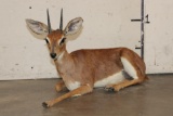 Life-sized Laying STEENBOK
