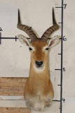 Big UGANDAN KOB Shoulder Mount