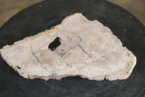 Polished PETRIFIED FOSSILIZED WOOD Slice from Indonesia