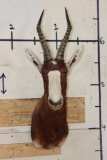 BLESBOK Shoulder Mount