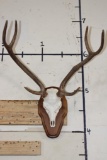 AXIS DEER Skull on a Wooden Plaque