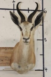 COMMON SPRINGBOK Shoulder Mount