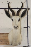 WHITE SPRINGBOK Shoulder Mount
