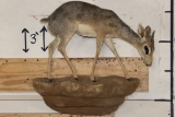 Life-sized GUNTHER'S DIK-DIK on a simulated Rock Hanging Base