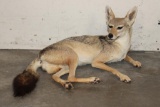 Life-sized Freestanding BLACK-BACKED JACKAL