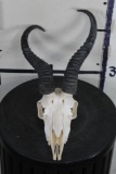 SPRINGBOK Skull with ALL its Teeth