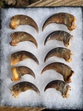 (10) BLACK BEAR Front Claws in a Glass Display Case (ONE$)