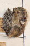 JAVELINA Shoulder Mount