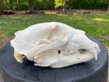 XXL BLACK BEAR Skull with All its Teeth