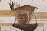 Life-sized COMMON DUIKER on a Wall Hanging Base