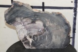 Arizona Rainbow Fossilized PETRIFIED Wood Slice