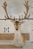 24-Point FALLOW DEER Shoulder Mount with Big Palms
