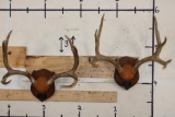 (2) MULE DEER Antler Racks on Wooden Plaques (ONE$)
