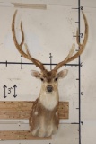 Big AXIS DEER Shoulder Mount