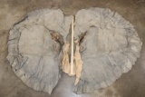 Pair of (2) African ELEPHANT Ears (ONE$)