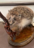 *Rarely Seen* Life-sized EUROPEAN HEDGEHOG Mounted on a Wood Base