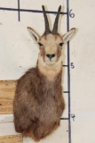 CHAMOIS Shoulder Mount