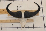 CAPE BUFFALO Skull with All its Teeth and a Wire Hanger
