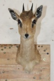 GUNTHER'S DIK-DIK Shoulder Mount