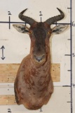 TSESSEBE Shoulder Mount