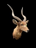 Large *Trophy Size* AFRICAN SITATUNGA Shoulder Mount