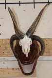 4 Horned JACOB SHEEP Skull on a Wood Wall Pedestal