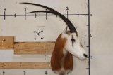 *TEXAS RESIDENTS ONLY* SCIMITAR HORNED ORYX Shoulder Mount