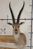 GRANT'S GAZELLE Shoulder Mount
