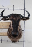 WILDEBEEST Shoulder Mount