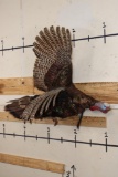 Life-sized Flying TURKEY with a Wire Wall Hanger