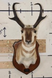 PRONGHORN Shoulder Mount on a Wooden Plaque