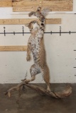 Life-sized BOBCAT Leaping at a Northern Bobwhite Bird on a Driftwood Base