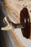BIG Mounted Western Diamondback RATTLESNAKE Head on Wooden Plaque