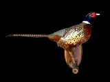 Life-sized Ring-Neck PHEASANT Mounted on a Wood Slice