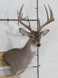 10-Point WHITETAIL Deer Wall Pedestal Mount