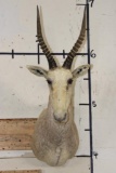 WHITE BLESBOK Shoulder Mount