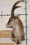 RONDA IBEX Shoulder Mount
