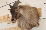 HIMALAYAN TAHR Shoulder Mount