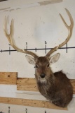 Big 8-Point MANCHURIAN SIKA DEER Shoulder Mount