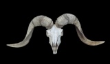 TEXAS DALL RAM Skull and Horns with Most of its Teeth