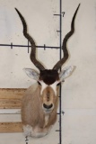 *TEXAS RESIDENTS ONLY* Big ADDAX Shoulder Mount