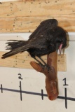 *Rarely Seen* Life-sized CARRION CROW Mounted on a Wood Perch