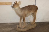 *Rarely Seen* Life-sized CHINESE WATER DEER