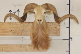 TEXAS DALL SHEEP Ram Shoulder Mount