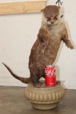 Life-sized Standing RIVER OTTER on a Decorative Base