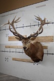 BIG 12-Point RED STAG Shoulder Mount