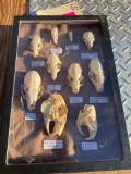 (10) Different kinds of RODENT, PINE MARTEN, MINK & SHREW Skulls with Scientific names (ONE$)