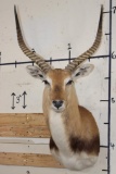 KAFUE LECHWE Shoulder Mount