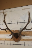 XL Mounted 14-Point ELK Antler Rack on a Nice Fractal Wood Burned Plaque