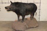Life-sized HOG on a Reproduction Rock Base with Wheels